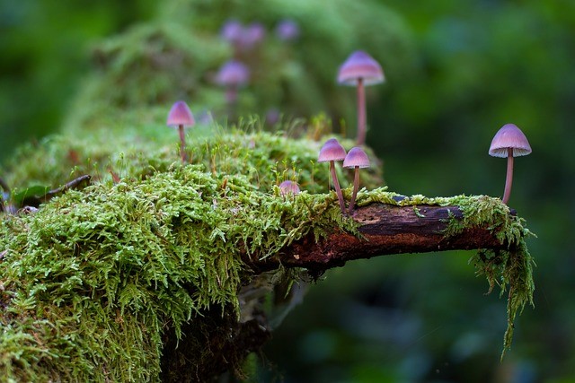 Moss Image with violet mushrooms